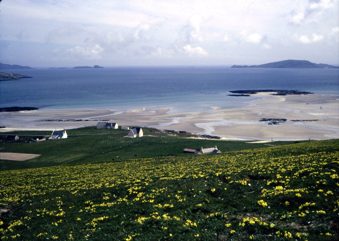 img 414 Primrose Eoligarry, Jun 1974